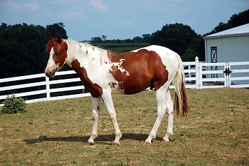 Image showing Palomino Horse