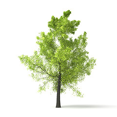 Image showing green tree