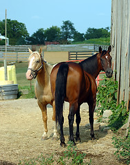 Image showing Two Horses on the Farm