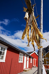 Image showing Stock fish on Lofoten