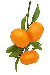 Image showing Fresh ripe tangerines with green leaves isolated on white backgr