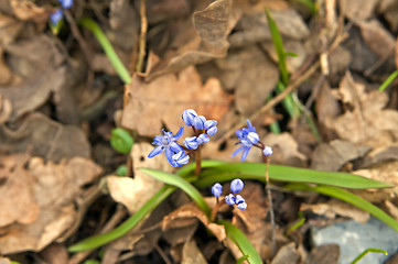 Image showing Scilla