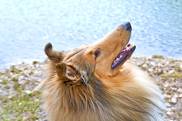 Image showing Collie