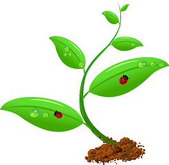 Image showing Newborn plant