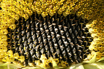 Image showing Sunflower seeds