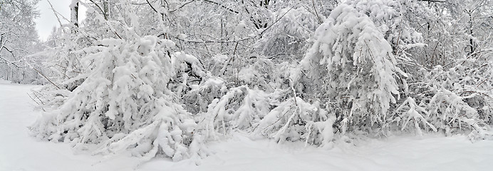 Image showing Winter landscape panorama