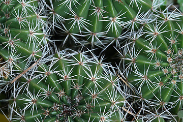 Image showing Cactus background
