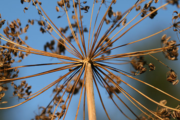 Image showing Dill flower