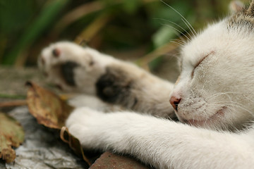 Image showing Sleeping cat