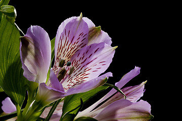 Image showing Flowers