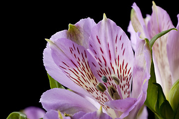 Image showing Flowers