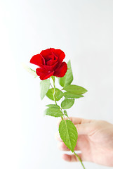 Image showing Red Rose in the Hand