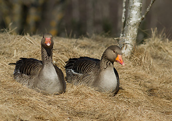 Image showing Greylag Goose