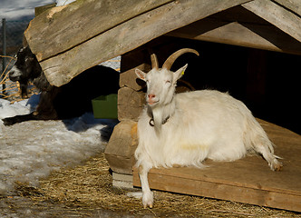 Image showing Goat