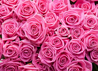 Image showing roses background