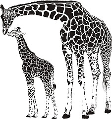 Image showing Family of giraffes