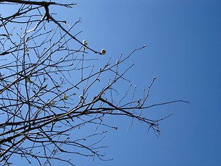 Image showing Tree Branches