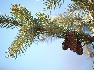 Image showing Pine cones