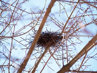 Image showing Birds nest in tree