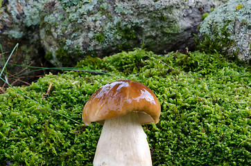 Image showing beautiful penny bun boletus edulis cep mushroom 