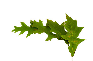 Image showing bright green decorative oak leaves semicircle  