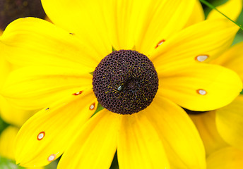 Image showing closeup macro rudbeckia flower bloom small bug sit 