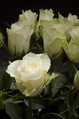 Image showing Rose