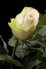 Image showing Rose