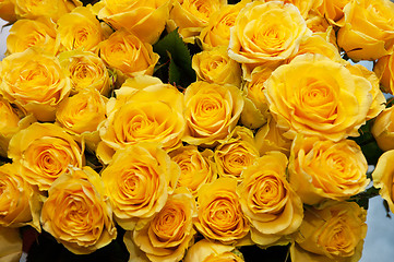 Image showing roses background