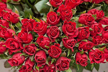 Image showing roses background