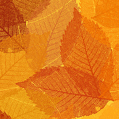 Image showing Dry autumn leaves template. EPS 8