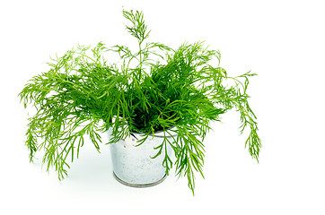 Image showing Dill in Tin Bucket