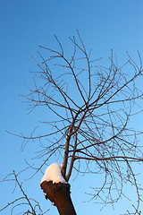 Image showing Young cherry tree branches in winter