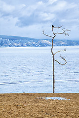 Image showing Winter Baikal