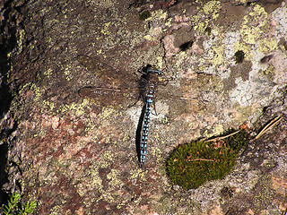 Image showing blue dragonfly