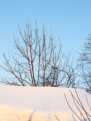 Image showing Tree branches in winter