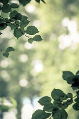 Image showing some fresh green leaves 