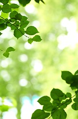 Image showing some fresh green leaves 