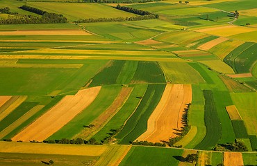 Image showing Green fields aerial view before harvest