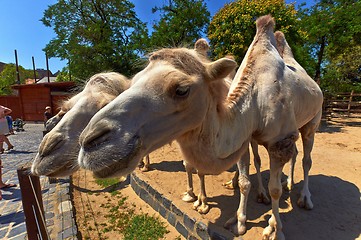 Image showing Funny camel in the zoo