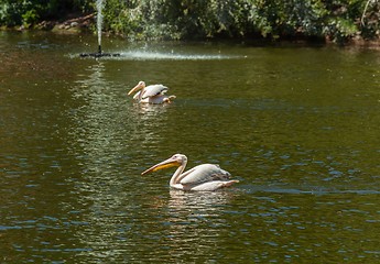 Image showing Bird with big peak on the water