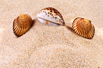 Image showing Sea shell in soft sand