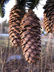 Image showing cones,kongler
