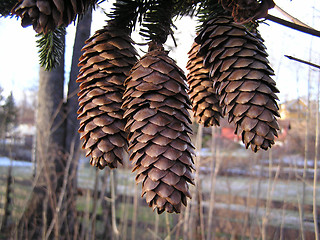 Image showing cones,kongler