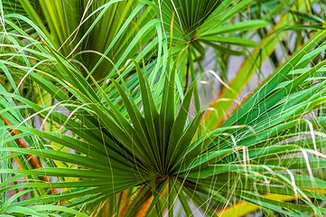 Image showing Closeup photo of a palm tree