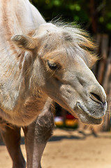 Image showing Funny camel in the zoo closeup photo