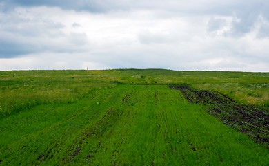 Image showing Green fields with green grass