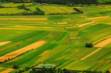 Image showing Green fields aerial view before harvest