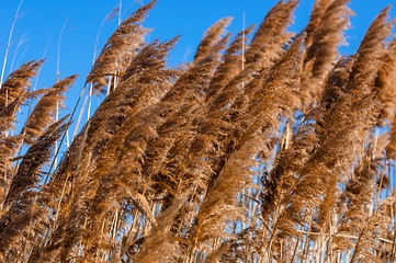 Image showing Reed in the wind