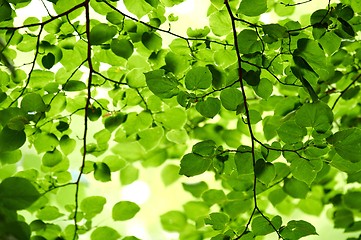 Image showing Green leaves on blurry background